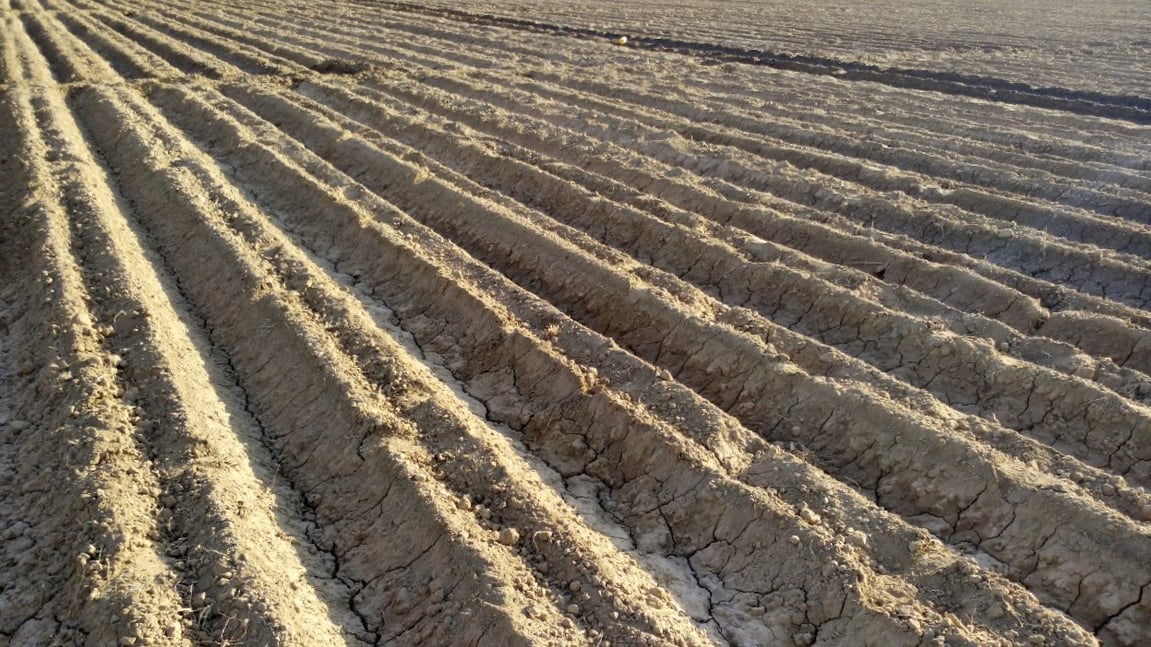 salinity-as-an-increasing-soil-problem-for-potato-production